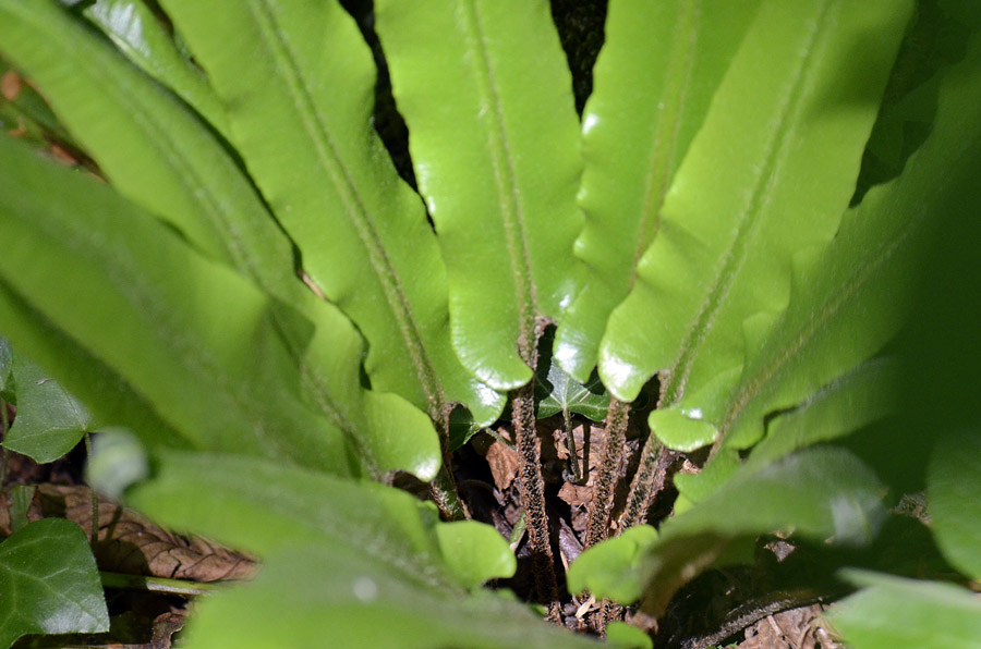 Phyllitis scolopendrium